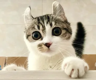 小耳朵：趴着看向镜头的猫猫