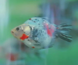 鱼：水族箱里的一条彩色鱼